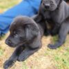 Black Labradors exceptional. Litter
