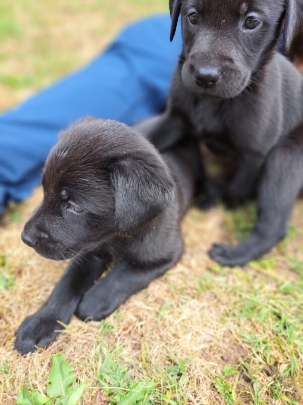 Black Labradors exceptional. Litter