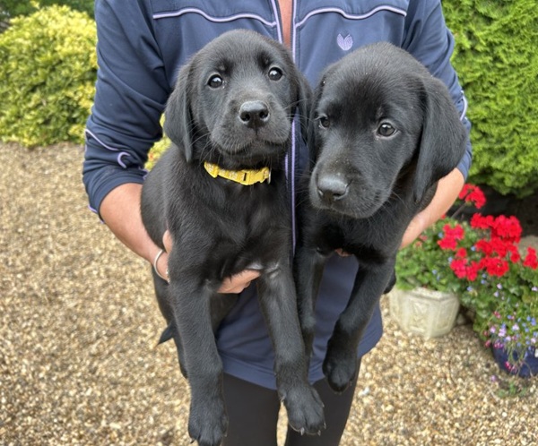 Black Labradors exceptional. Litter