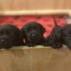 3 Beautiful Black Labradors
