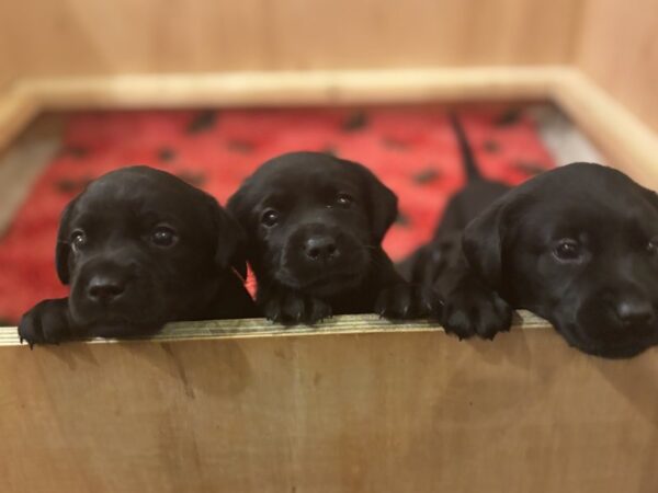 3 Beautiful Black Labradors