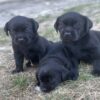 3 Beautiful Black Labradors