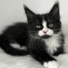 Itan is an Elegant Maine Coon Kitten in a Black and White Fur Coat and With a Spectacular "Nose Spot"