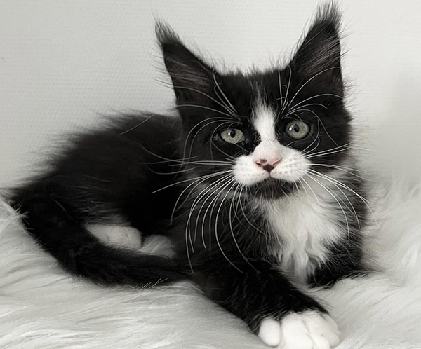 Itan is an Elegant Maine Coon Kitten in a Black and White Fur Coat and With a Spectacular "Nose Spot"