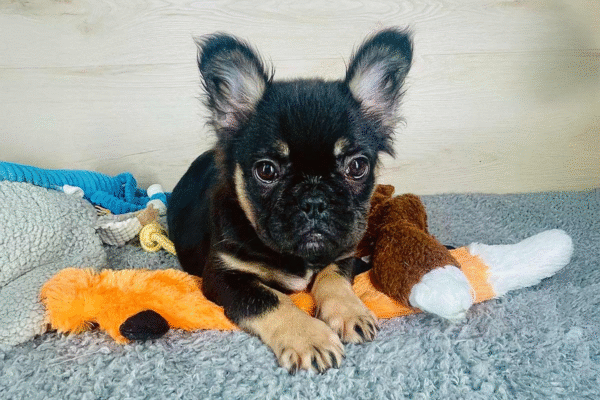 raven-tomkings-puppies-2 Raven, the snuggly