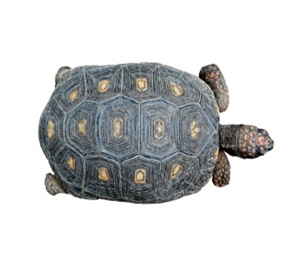 red-foot-tortoise-for-sale Red Foot Tortoise for Sale