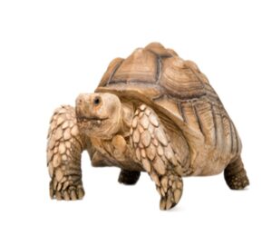 sulcata-tortoise-for-sale