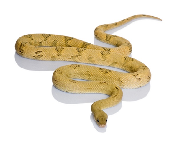 Transpecos Rat Snake for Sale