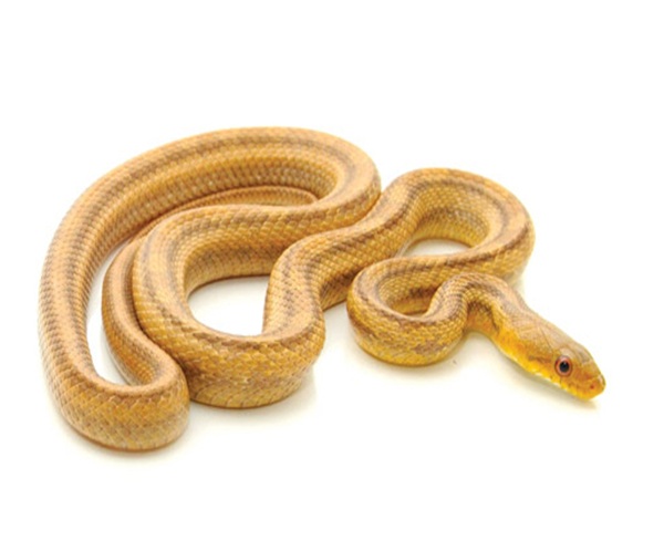 yellow-rat-snake-for-sale Yellow Rat Snake for Sale