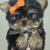 Exceptional Quality AKC Registered Yorkshire Terrier puppies