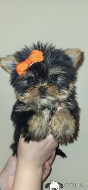 Exceptional Quality AKC Registered Yorkshire Terrier puppies