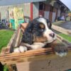 Sligo Registered Bernese Mountain puppies