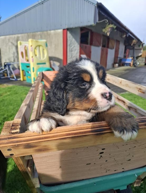 Sligo Registered Bernese Mountain puppies