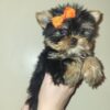 Exceptional Quality AKC Registered Yorkshire Terrier puppies