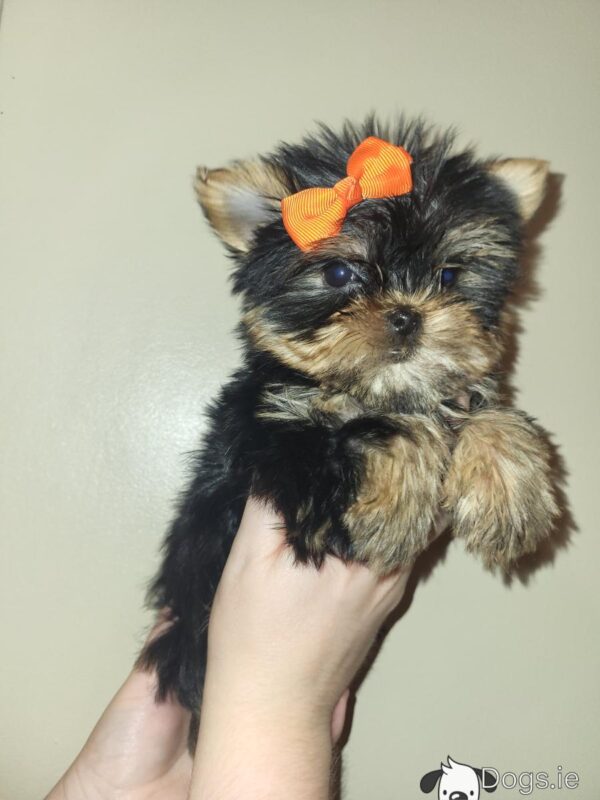 Exceptional Quality AKC Registered Yorkshire Terrier puppies