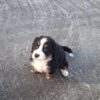 Sligo Registered Bernese Mountain puppies