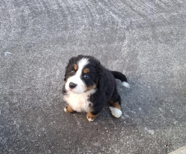 Sligo Registered Bernese Mountain puppies