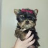 Exceptional Quality AKC Registered Yorkshire Terrier puppies