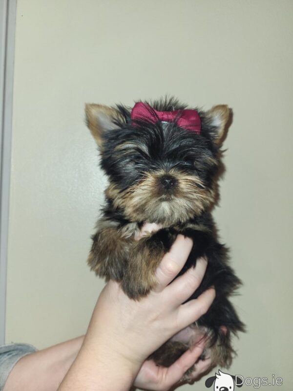 Exceptional Quality AKC Registered Yorkshire Terrier puppies