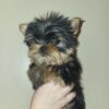 Exceptional Quality AKC Registered Yorkshire Terrier puppies
