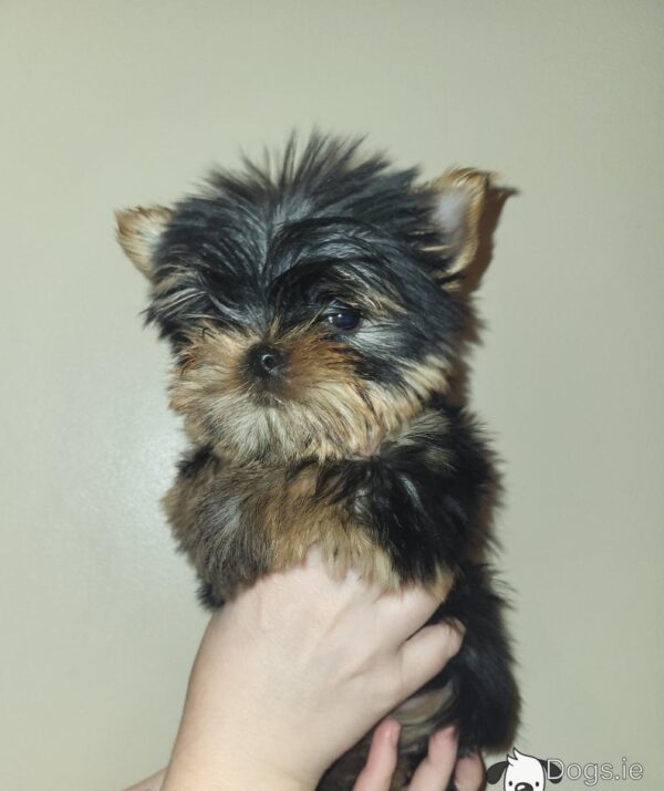 Exceptional Quality AKC Registered Yorkshire Terrier puppies