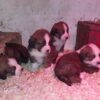 Saint Bernese puppies (St Bernard x Bernese Mountain Dog)