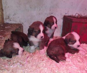 Saint Bernese puppies (St Bernard x Bernese Mountain Dog)