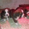 Saint Bernese puppies (St Bernard x Bernese Mountain Dog)