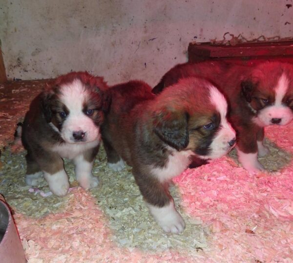 Saint Bernese puppies (St Bernard x Bernese Mountain Dog)