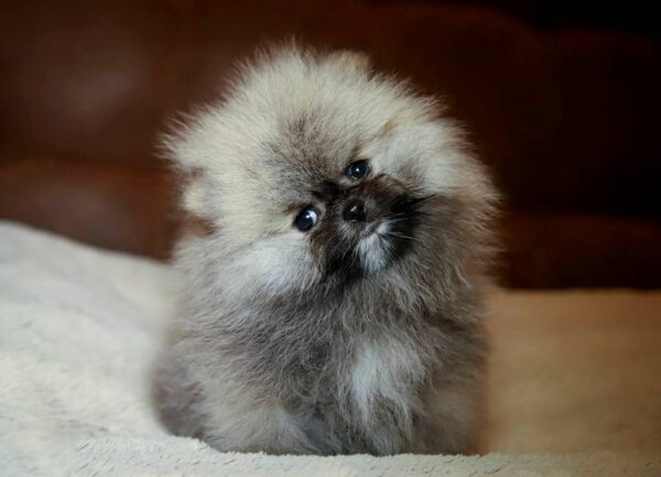 Elite  Pomeranian