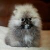 Elite  Pomeranian