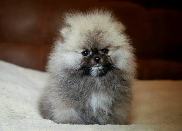 Elite  Pomeranian