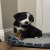 Molly, Bernese Mountain Dog x Border Collie puppies