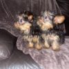 Tea Cup Yorkshire Terrier puppies