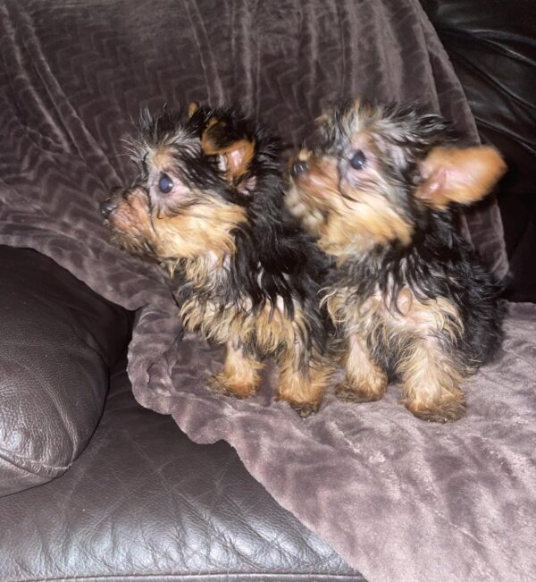 Tea Cup Yorkshire Terrier puppies