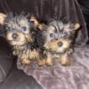 Tea Cup Yorkshire Terrier puppies