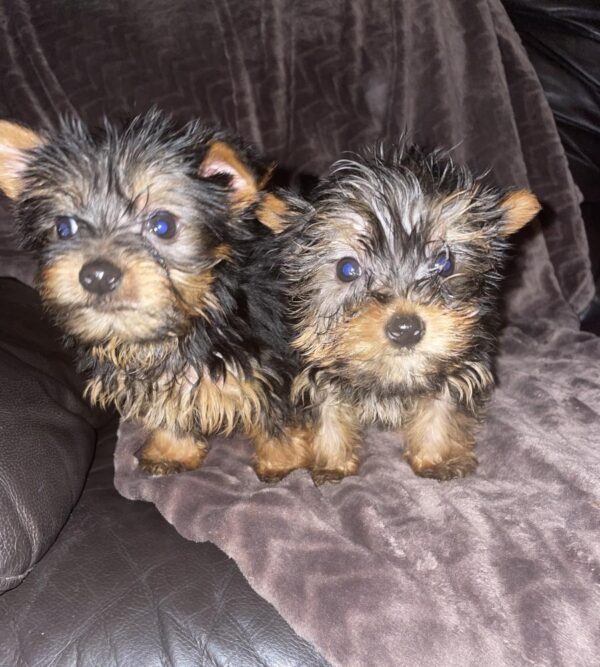 Tea Cup Yorkshire Terrier puppies