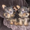 Tea Cup Yorkshire Terrier puppies