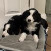 Molly, Bernese Mountain Dog x Border Collie puppies