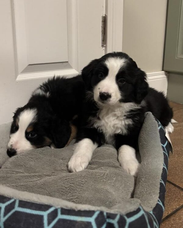 Molly, Bernese Mountain Dog x Border Collie puppies