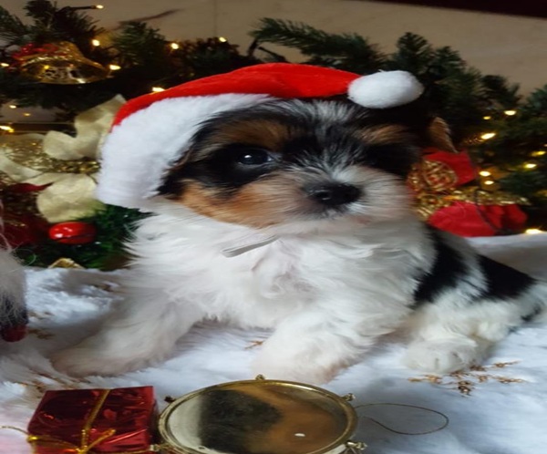 ❤️ Rare Biewer & Ocean Pearl Yorkshire Terrier puppies