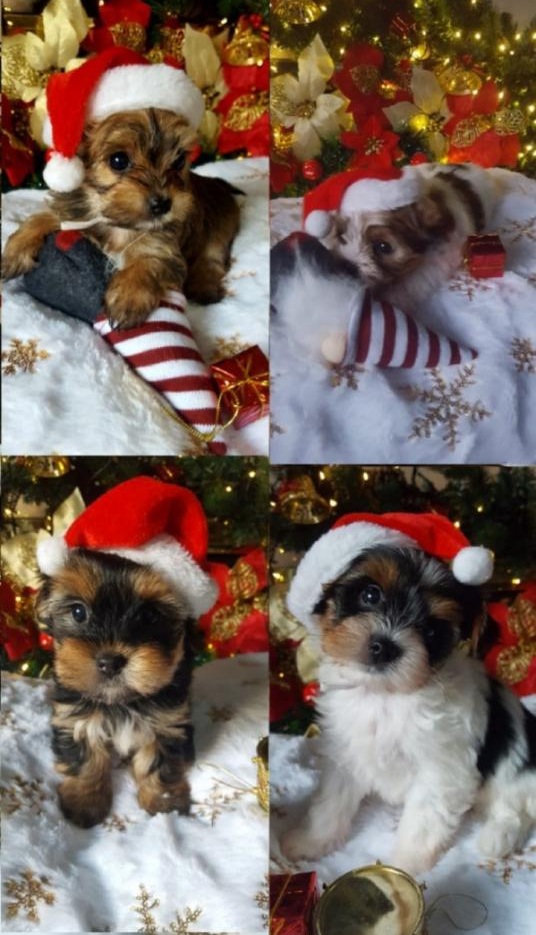 ❤️ Rare Biewer & Ocean Pearl Yorkshire Terrier puppies