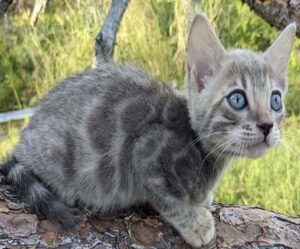 Blue Bengal Kitten