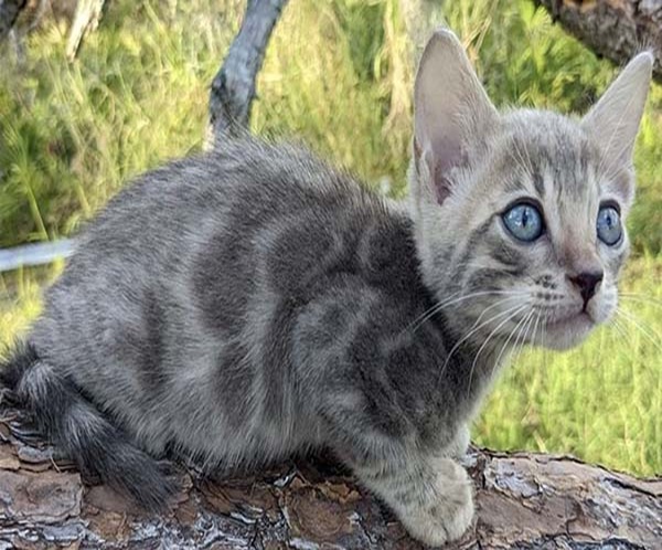 Blue Bengal Kitten