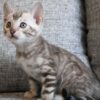 Snow Bengal Kitten