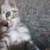 Silver Bengal Kitten