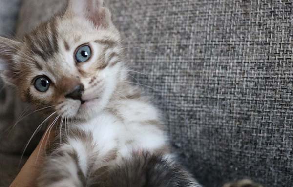 Silver Bengal Kitten