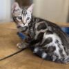 Silver Bengal Kitten