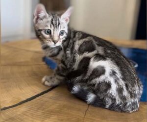 Silver Bengal Kitten