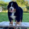 Tommy, 🐾 Bernese Mountain Dog Puppy Available for Adoption 🐾